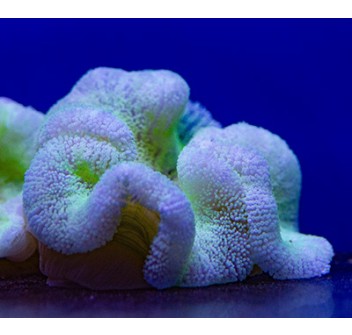 Stichodactyla haddoni light green