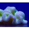 Stichodactyla haddoni light green