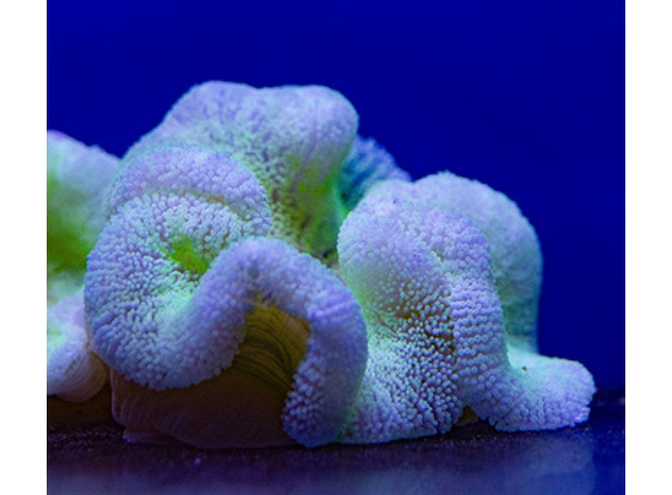 Stichodactyla haddoni light green