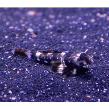 Synchiropus ocellatus