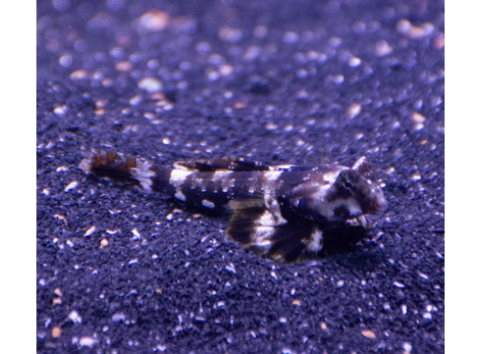 Synchiropus ocellatus