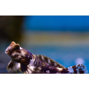 Synchiropus ocellatus