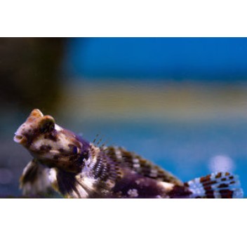 Synchiropus ocellatus