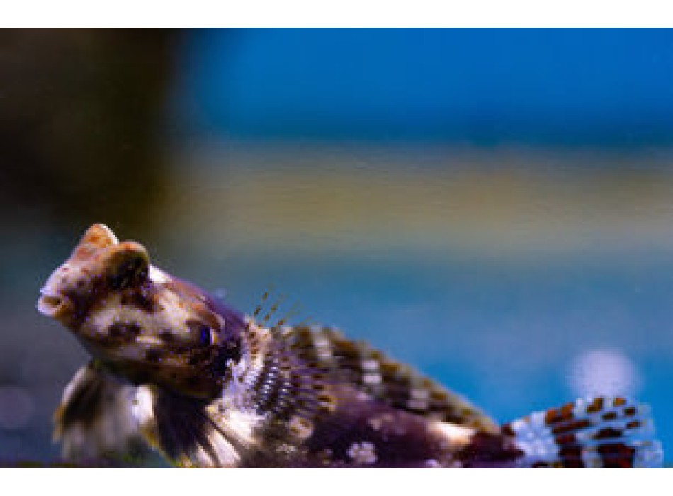 Synchiropus ocellatus