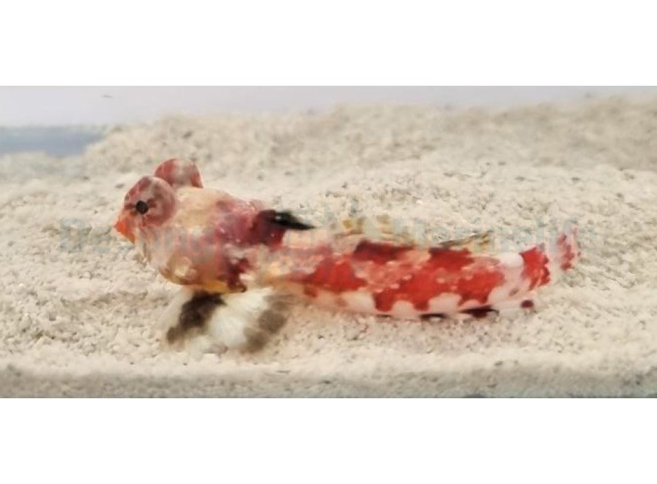 Synchiropus stellatus