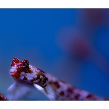 Synchiropus stellatus