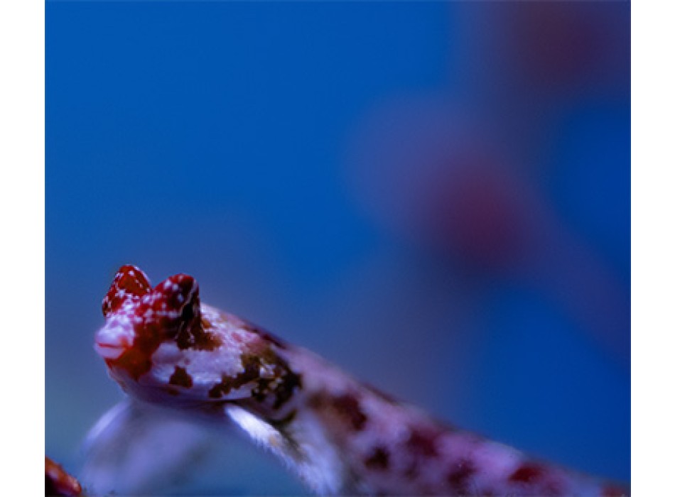 Synchiropus stellatus