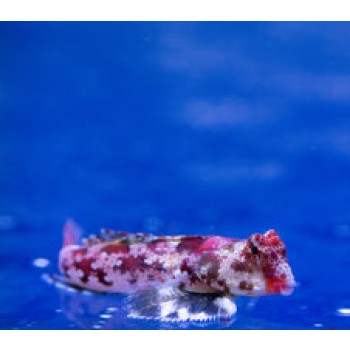 Synchiropus stellatus