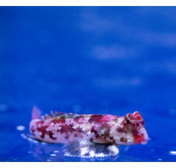 Synchiropus stellatus