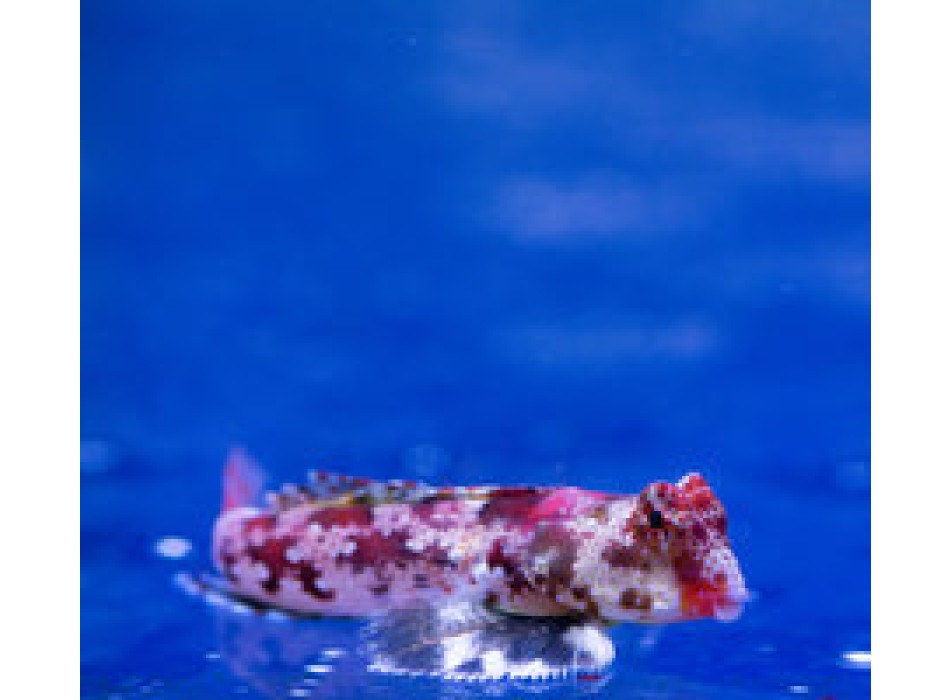 Synchiropus stellatus