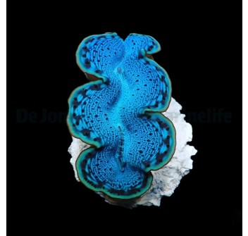 Tridacna maxima (Blue)