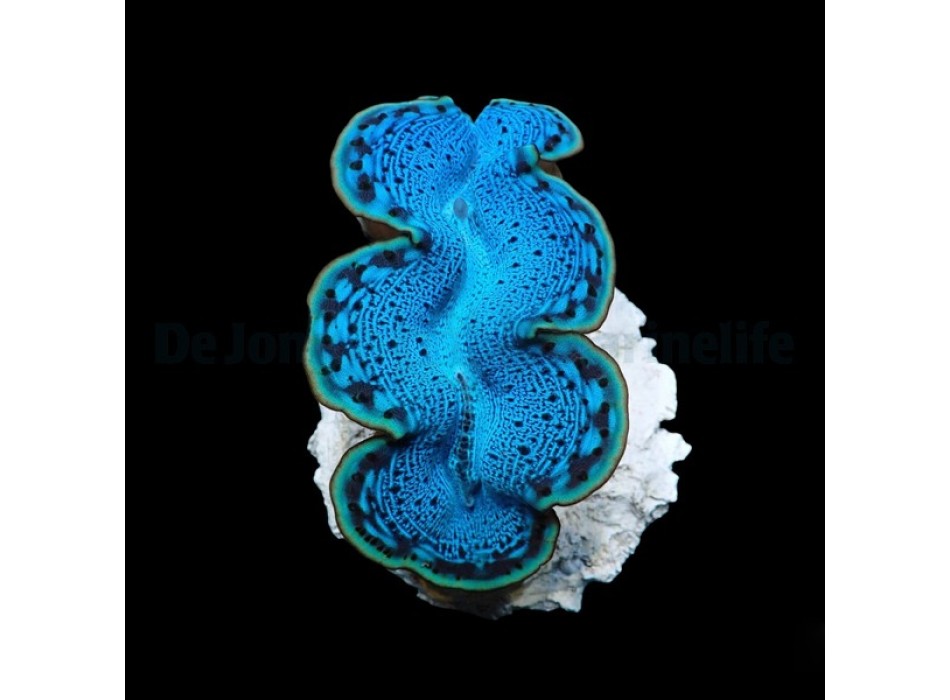 Tridacna maxima (Blue)