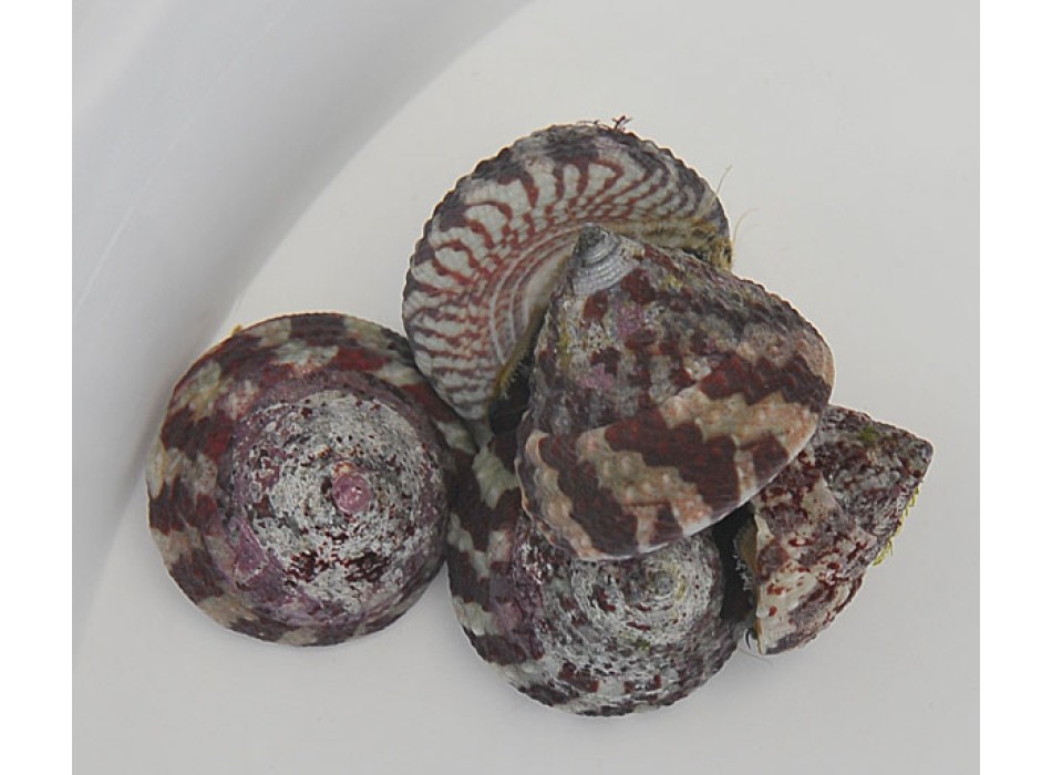 Trochus histrio