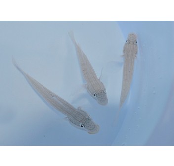 Valenciennea muralis