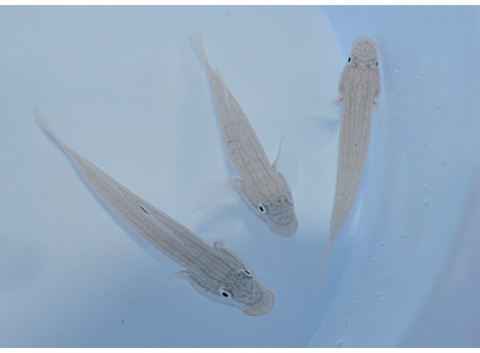 Valenciennea muralis