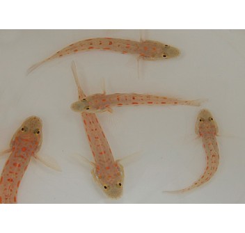 Valenciennea puellaris