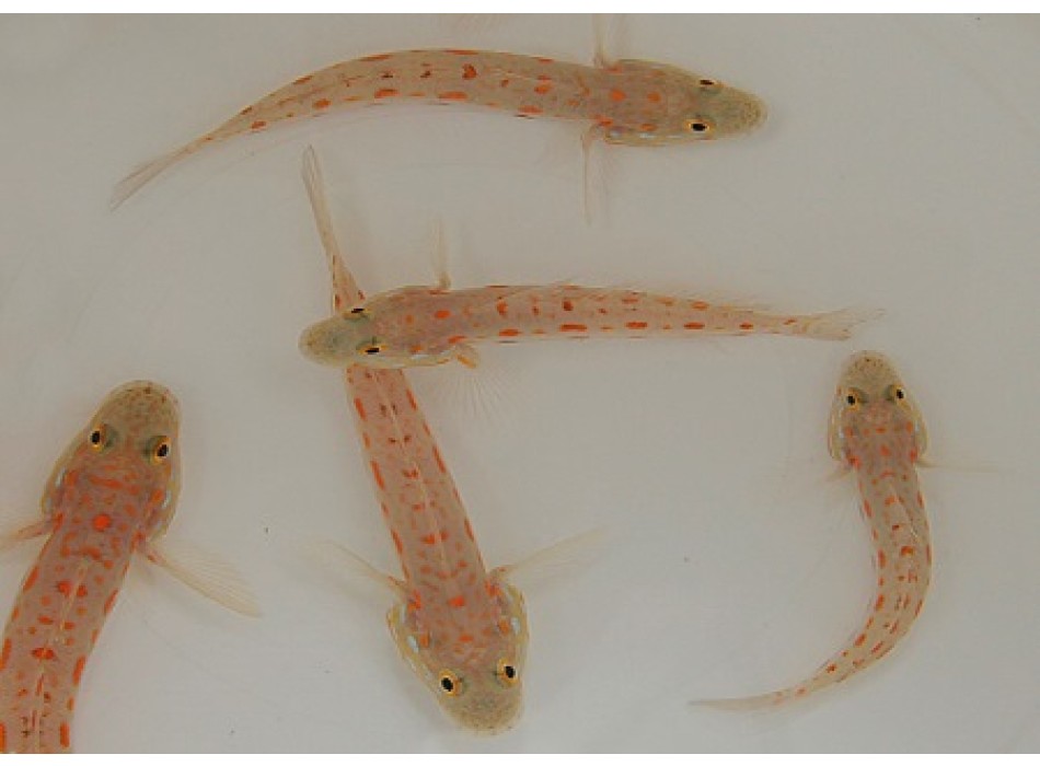 Valenciennea puellaris