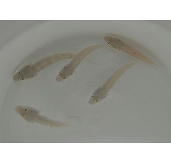 Valenciennea sexguttata