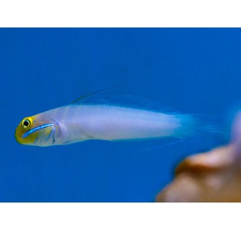 Valenciennea strigata