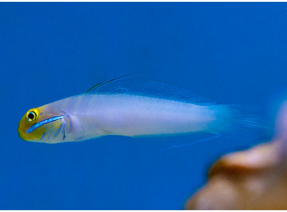 Valenciennea strigata