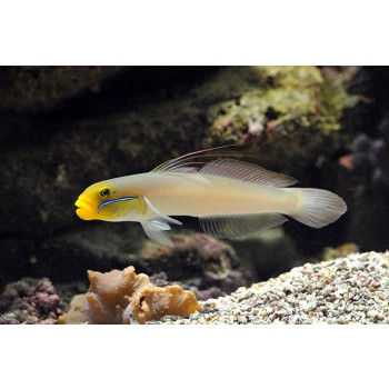 Valenciennea strigata