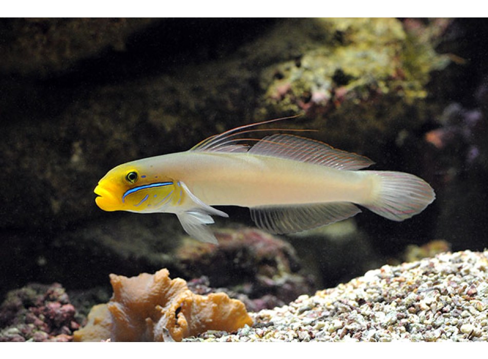 Valenciennea strigata