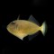 Xanthichthys auromarginatus Femmina
