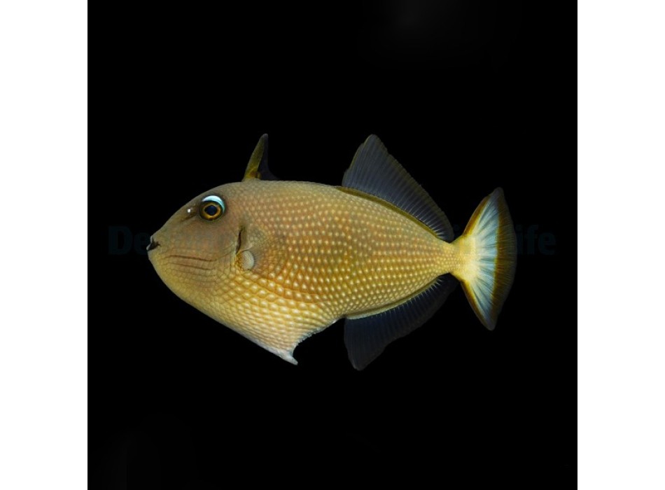 Xanthichthys auromarginatus Femmina