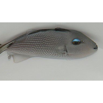 Xanthichthys auromarginatus Femmina