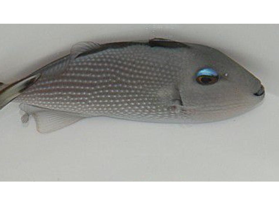 Xanthichthys auromarginatus Femmina