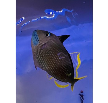 Xanthichthys auromarginatus Maschio