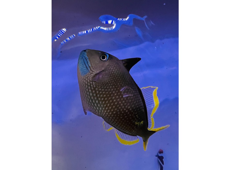 Xanthichthys auromarginatus Maschio