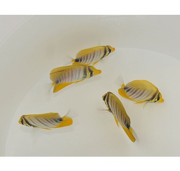 Zebrasoma desjardinii ML