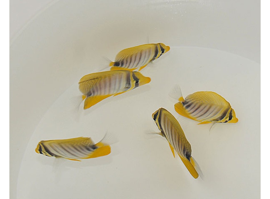 Zebrasoma desjardinii ML