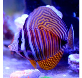 Zebrasoma desjardinii ML