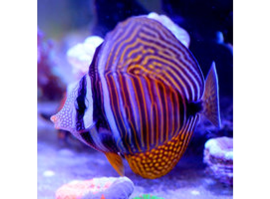 Zebrasoma desjardinii ML