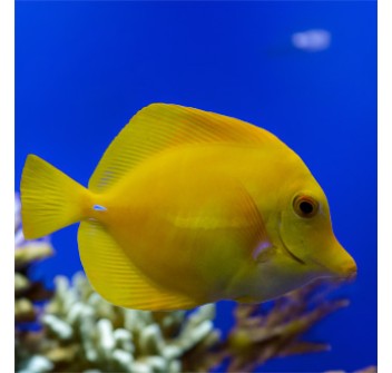 Zebrasoma flavescens T.B.