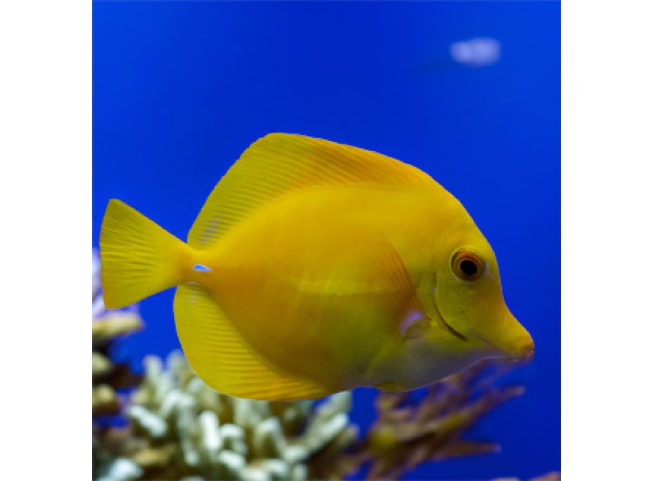 Zebrasoma flavescens T.B.