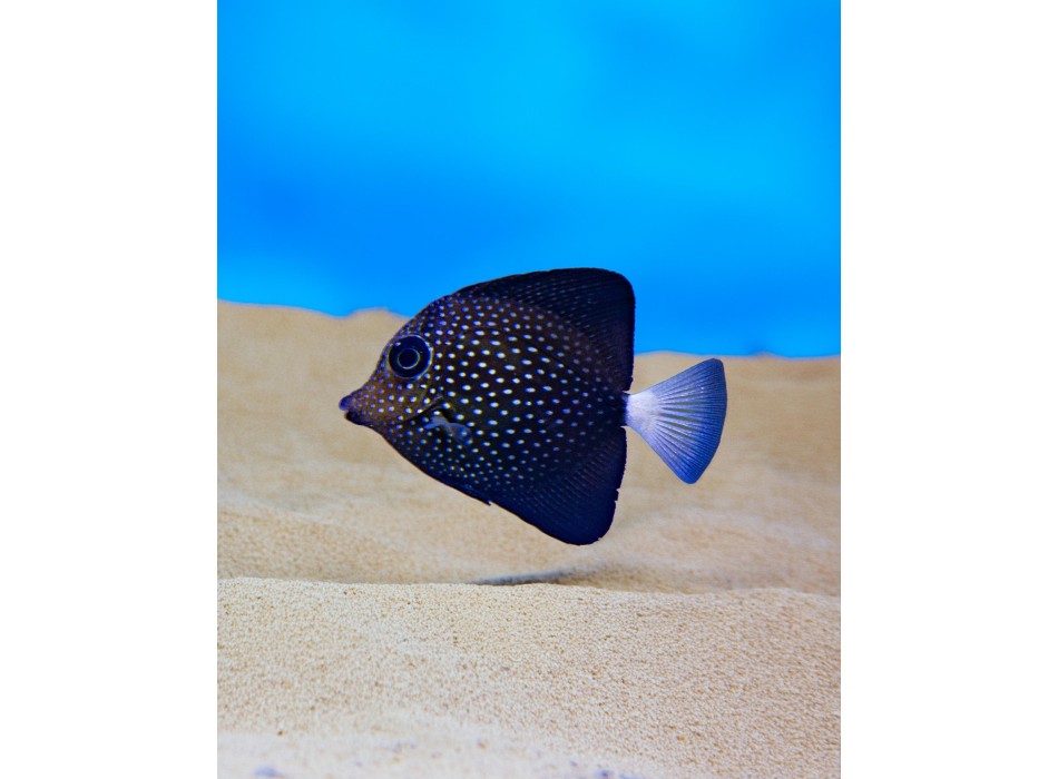 Zebrasoma gemmatum T