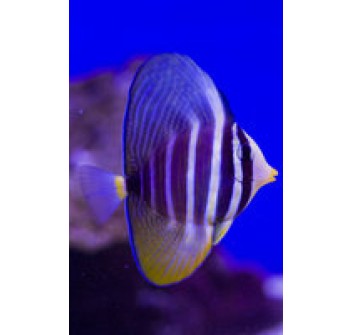 Zebrasoma veliferum SM giovanile