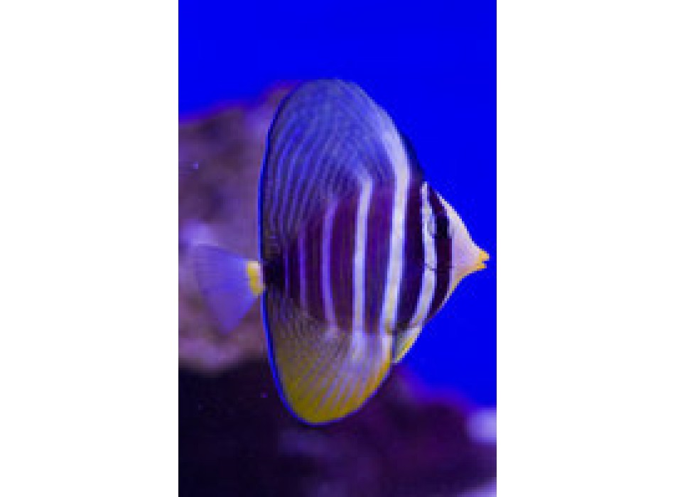 Zebrasoma veliferum SM giovanile