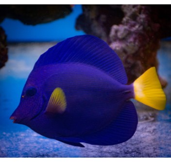 Zebrasoma xanthurum SM