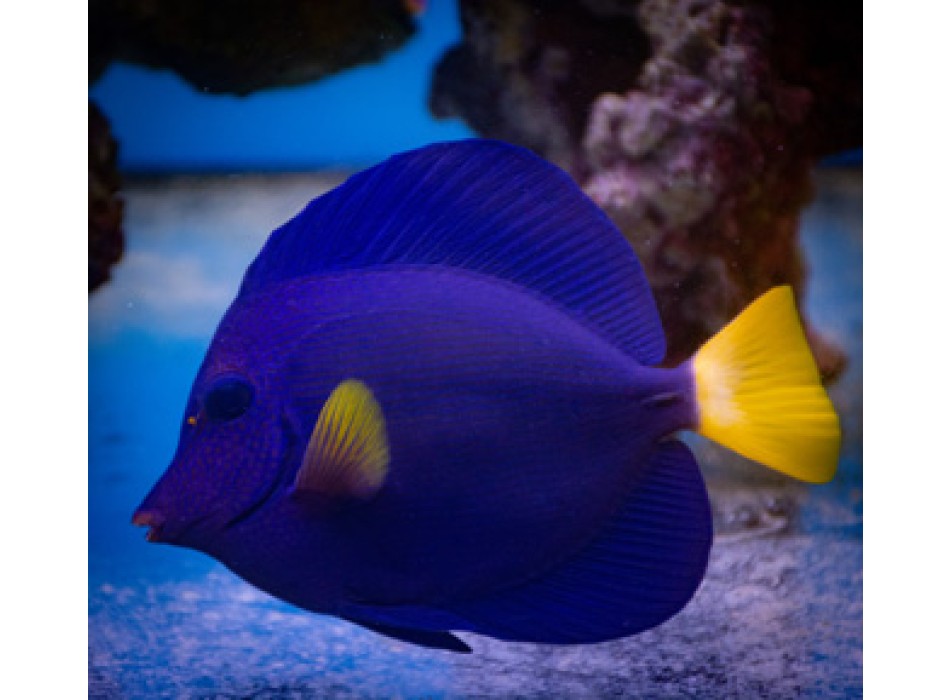 Zebrasoma xanthurum SM